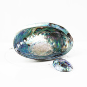 Abalone Shell other Accessory